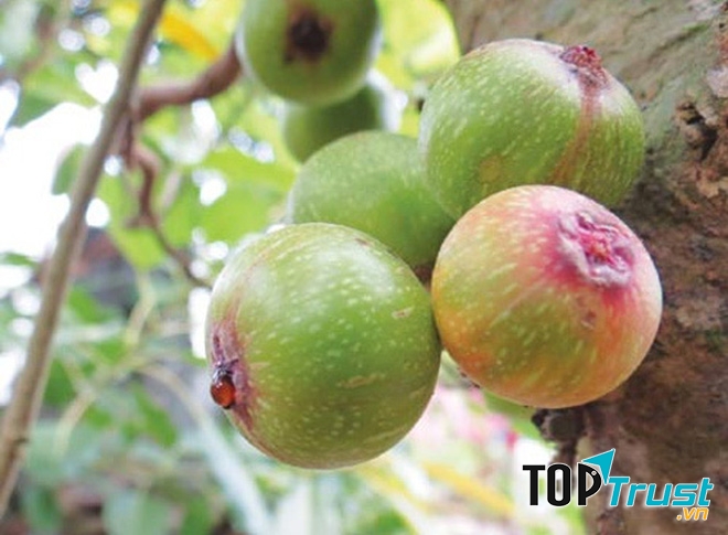 Kinh nghiệm chữa trĩ bằng quả sung