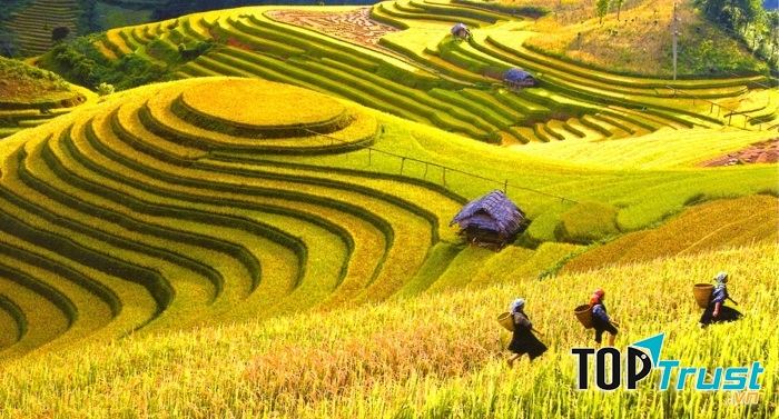 Mù Cang Chải mùa lúa chín