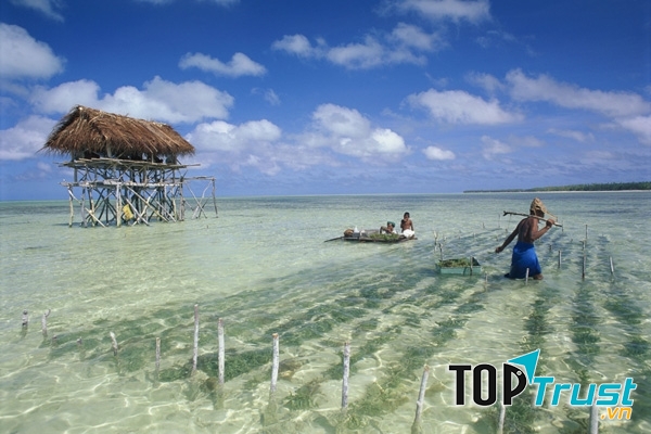 Canh tác rong biển ở Kiribati