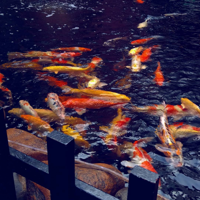 Đàn cá coi bơi lượn