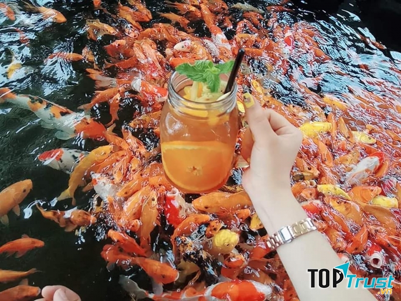 Những chú cá tại KOI