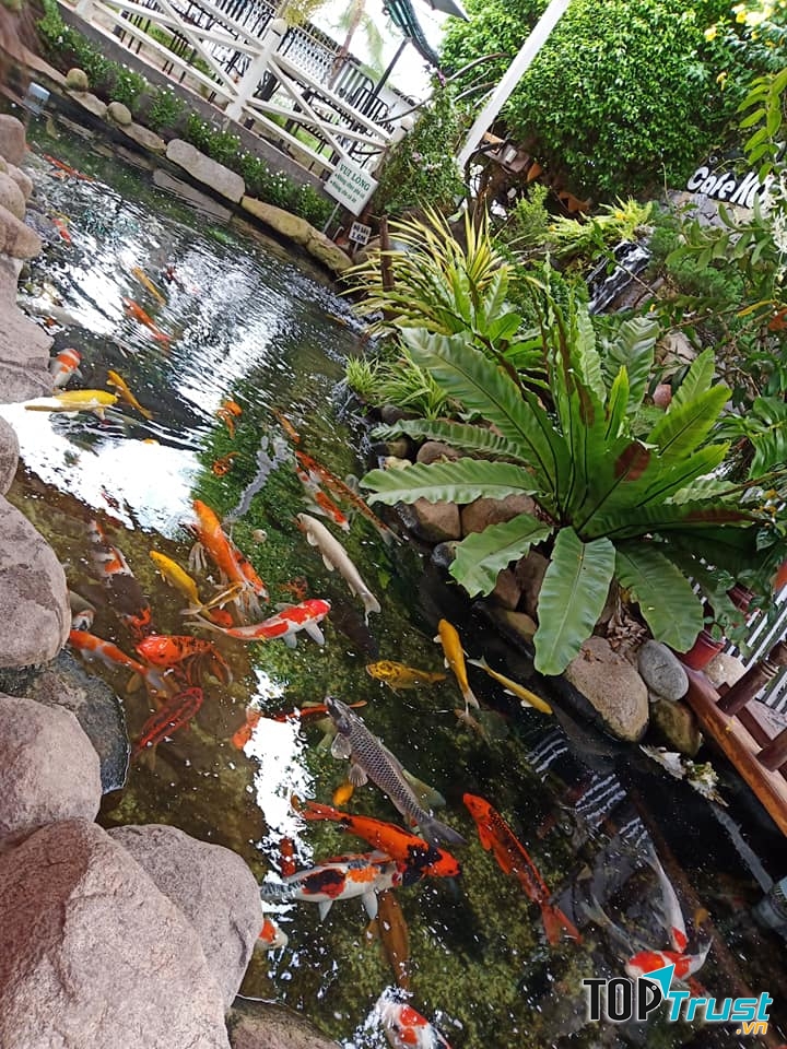 Koi Garden