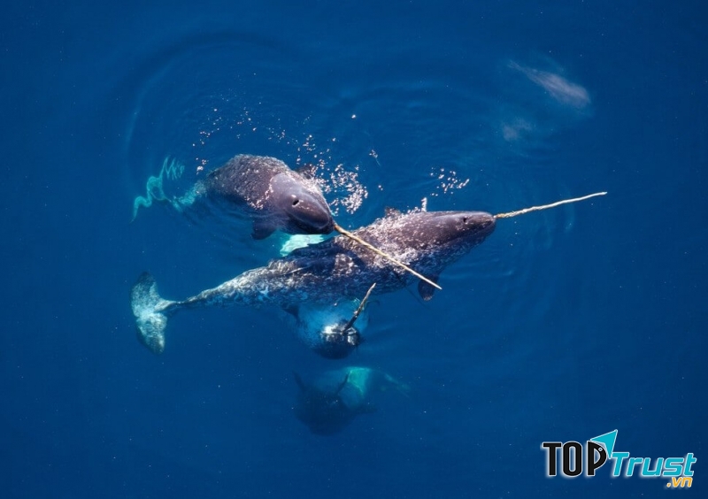 Các kì lân biển đang quấn quýt với nhau