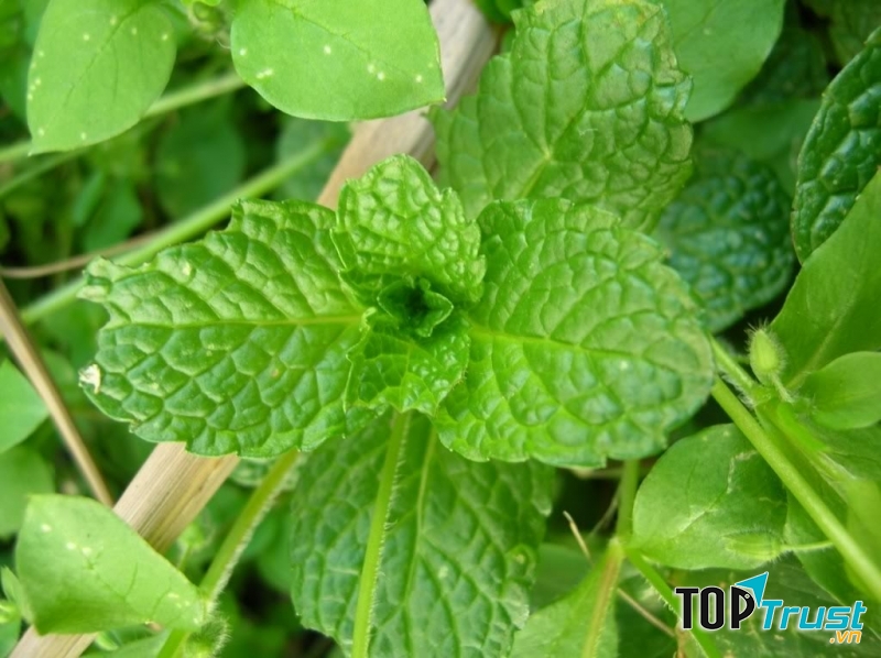 Ảnh minh họa - nguồn internet