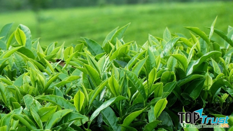 Lá chè xanh có chứa tinh chất kháng khuẩn giúp khử mùi hiệu quả.