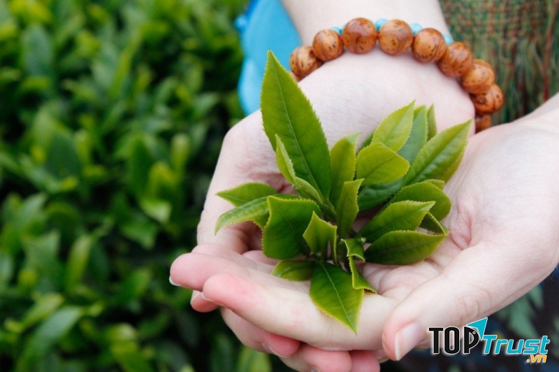 Dùng nước lá chè xanh ngâm chân khử mùi