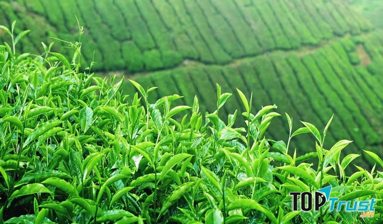 Ảnh minh họa - nguồn internet