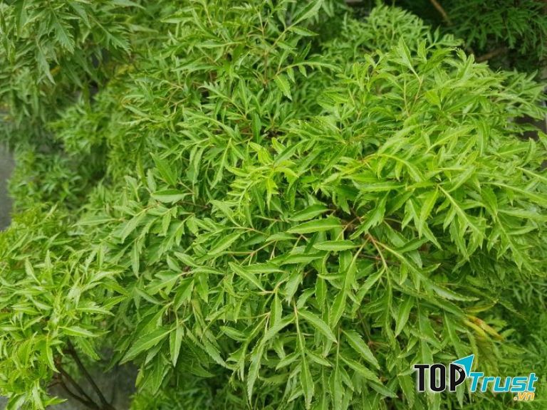 Ảnh minh họa - nguồn internet