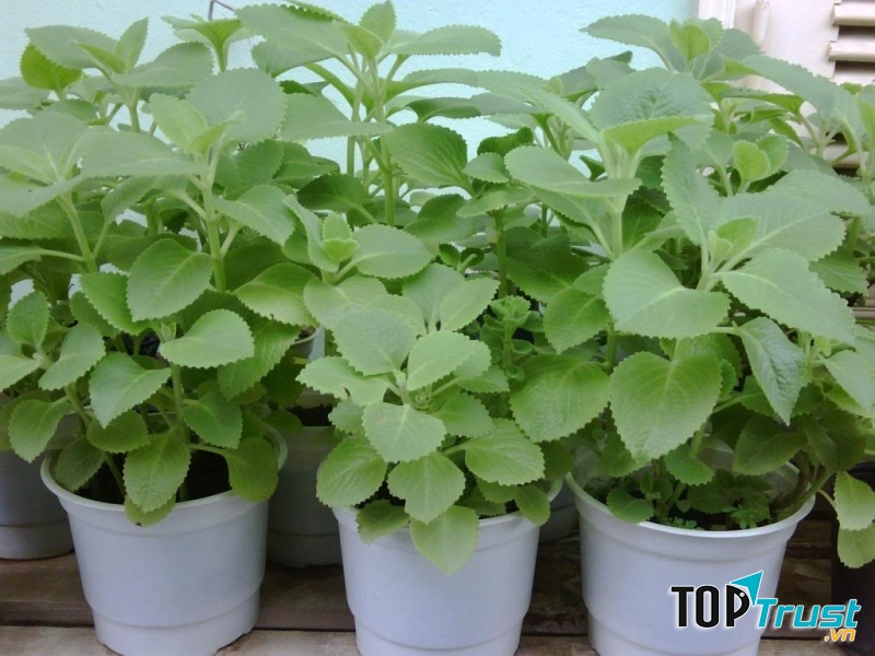 Các bài thuốc trị ho từ lá húng chanh