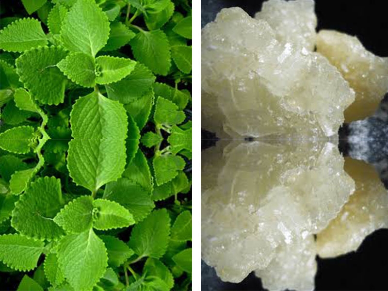 trị ho bằng húng chanh và đường phèn