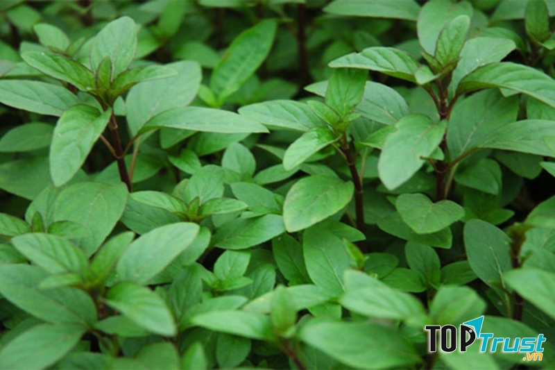 Thành phần caffeic acid trong húng quế được cho là có tác dụng cải thiện hệ miễn dịch, đồng thời ức chế sự phát triển của virus, vi khuẩn gây bệnh đường hô hấp ở trẻ