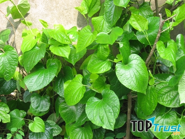 Lá lốt - vị thuốc chữa đau răng rất hữu hiệu và an toàn