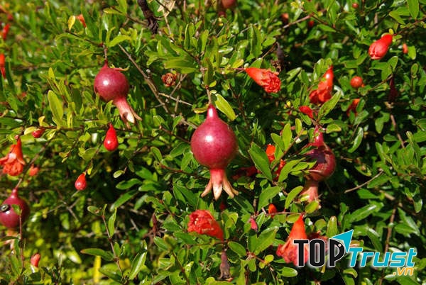 Ảnh minh họa - nguồn internet