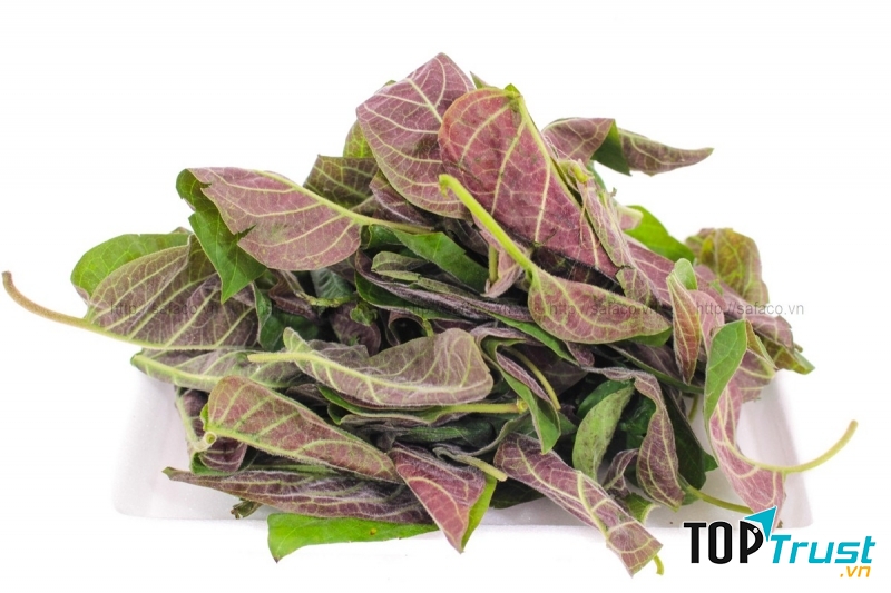 Lá mơ cũng là một vị thuốc trị Zona hiệu quả