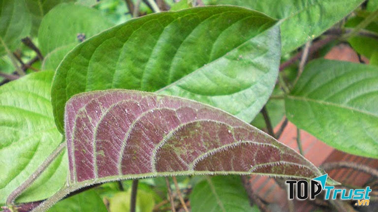 Ảnh minh họa - nguồn internet