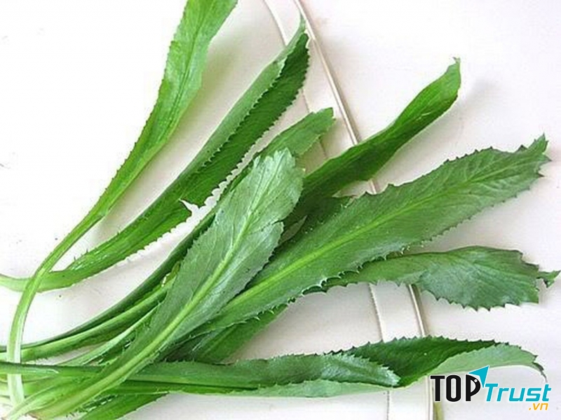 Hơi thở thơm mát nhờ tinh dầu có trong lá mùi tàu.