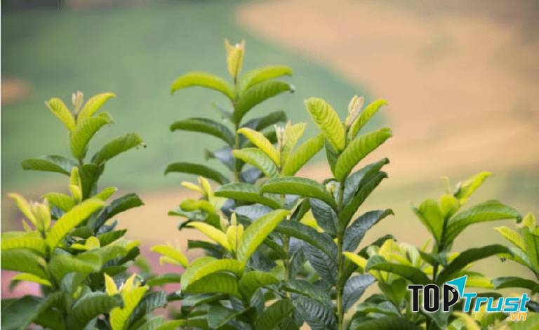 Ảnh minh họa - nguồn internet