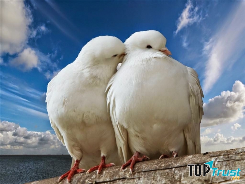 Là người con gái son sắt, thủy chung