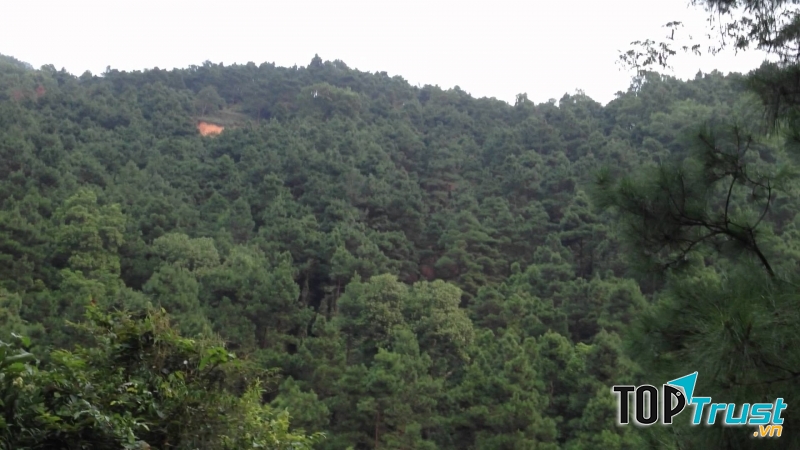 Rừng thông xanh nơi quần thể khu di tích Côn Sơn