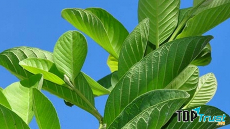 Trong lá ổi chứa nhiều chất có tác dụng làm sạch các mãng bám giúp tiêu diệt mùi hôi miệng hiệu quả