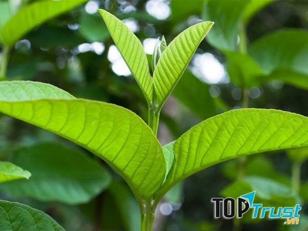 Lá ổi có tác dụng chữa sâu răng