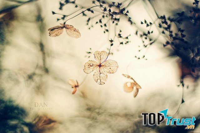 Lá rơi không vết