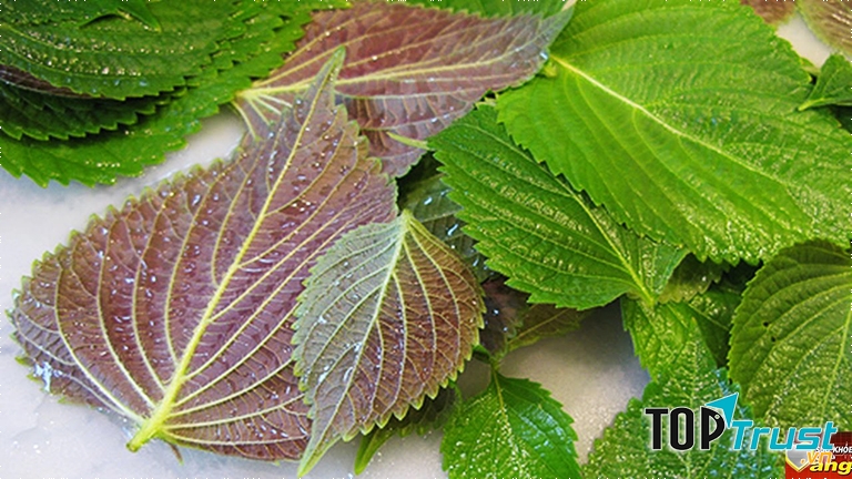 Lá tía tô chữa viêm xoang