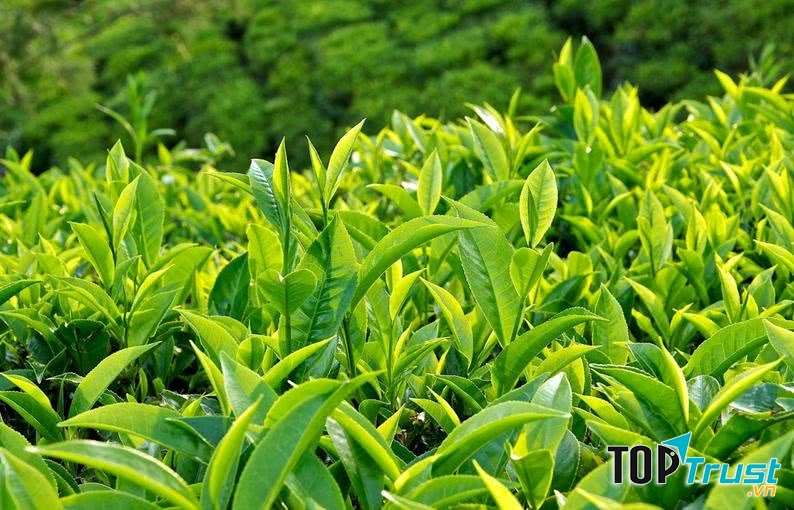 Ảnh minh họa - nguồn internet