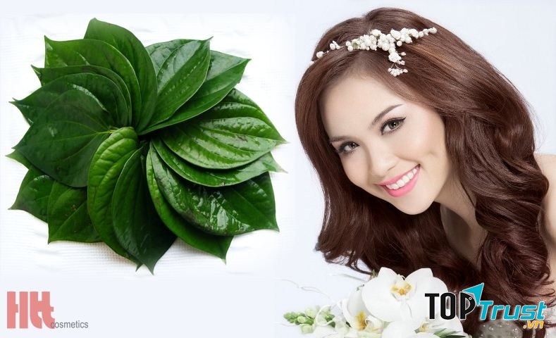 Lá trầu không là bài thuốc dân gian chữa đau răng hiệu quả