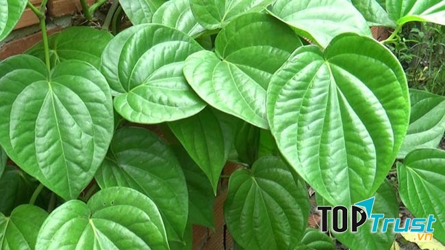 lá trầu không