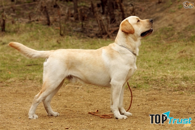 Labrador Retriever có vẻ ngoài hiền lành, thân thiện