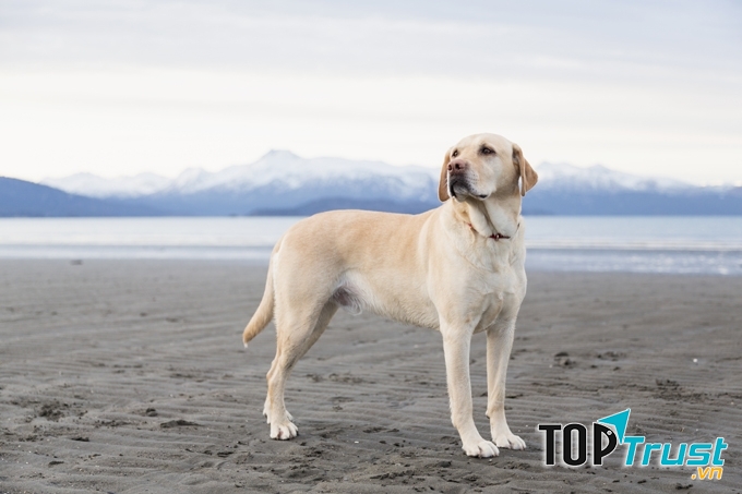 Labrador Retriever