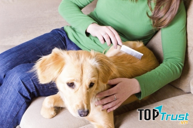 Làm đẹp cho thú cưng