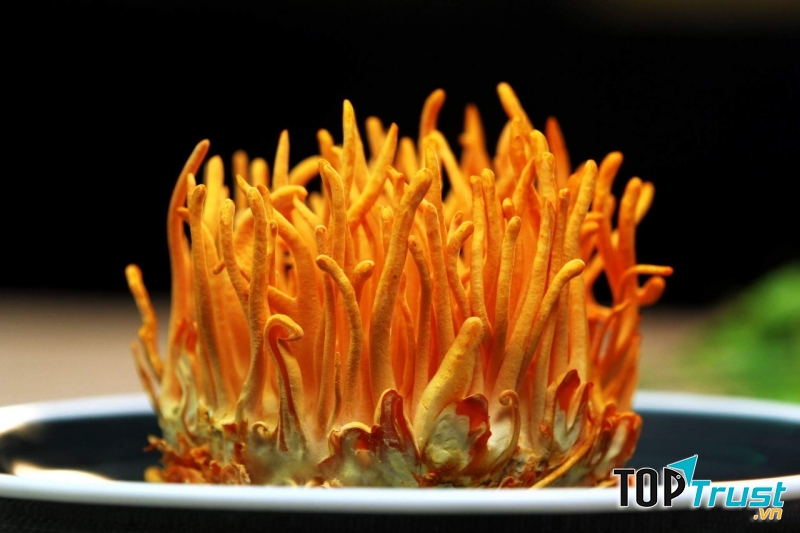 Đông trùng hạ thảo