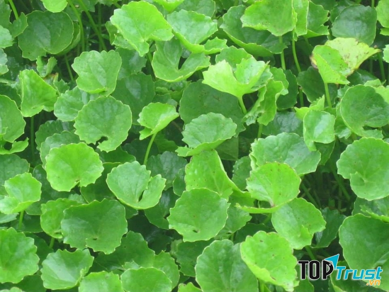 Làm lành vết thương