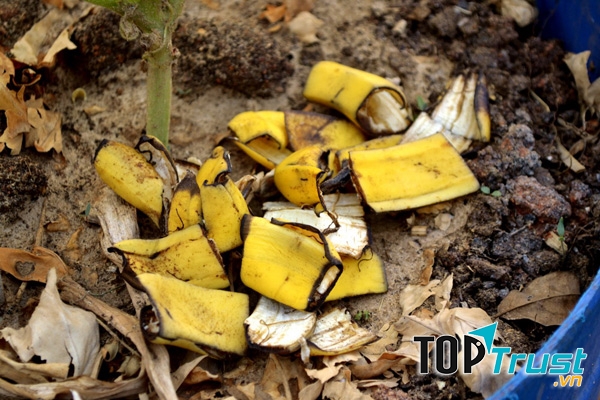Vỏ chuối - Phân bón hữu cơ tốt cho cây trồng