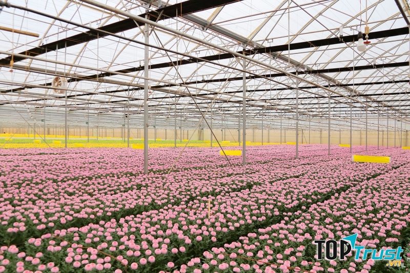 Làm việc ở nông trại hoa