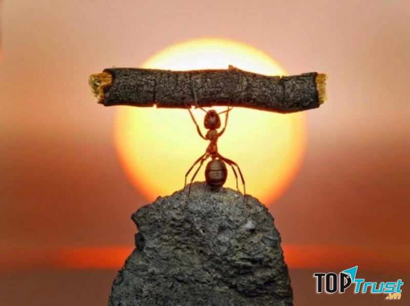 Làm việc thật chăm chỉ