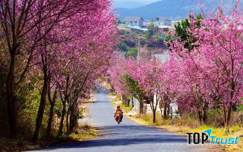 Mùa hoa mai anh đào mê đắm lòng người