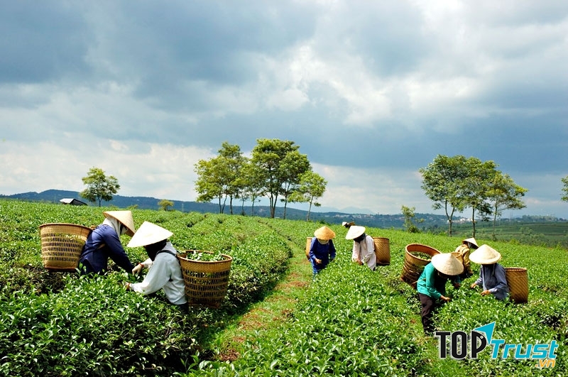 Chè Bảo Lôc cũng là đặc sản rất nổi tiếng