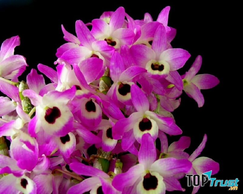 Lan Dendro tỏa hương thanh khiết.