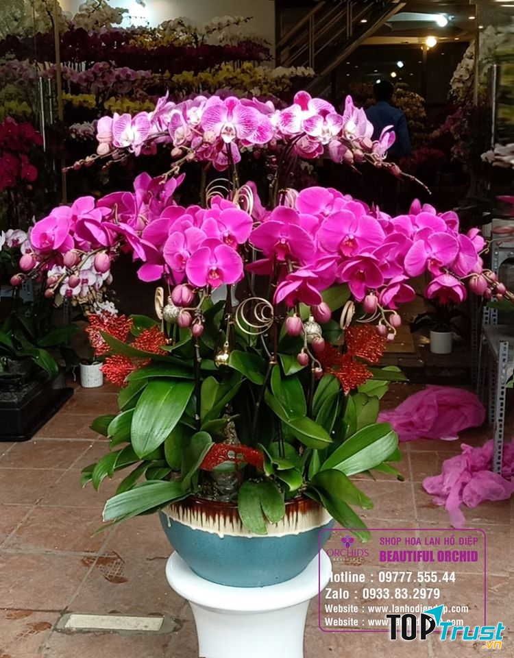 Shop Lan Hồ Điệp Hà Nội Orchids 79