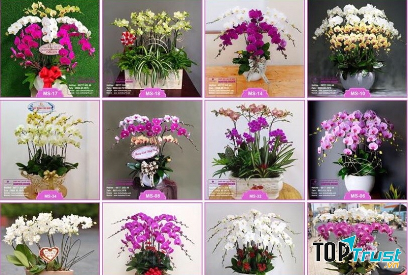 Shop Hoa Lan Hồ Điệp Orchids 79
