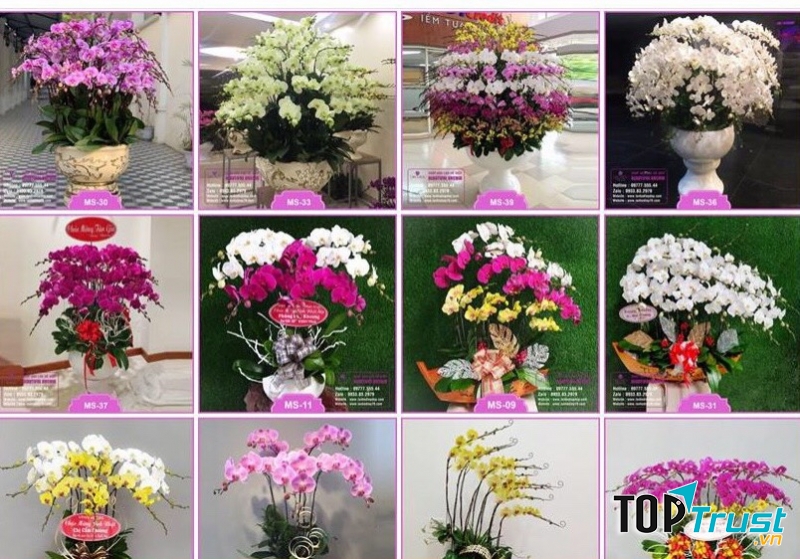 Shop Hoa Lan Hồ Điệp Orchids 79