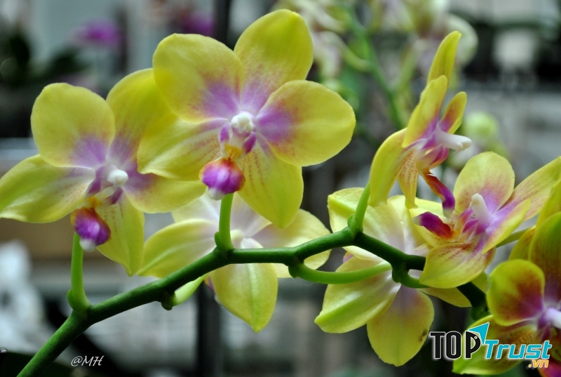 Có hơn 60 loài hoa Lan Hồ Điệp.