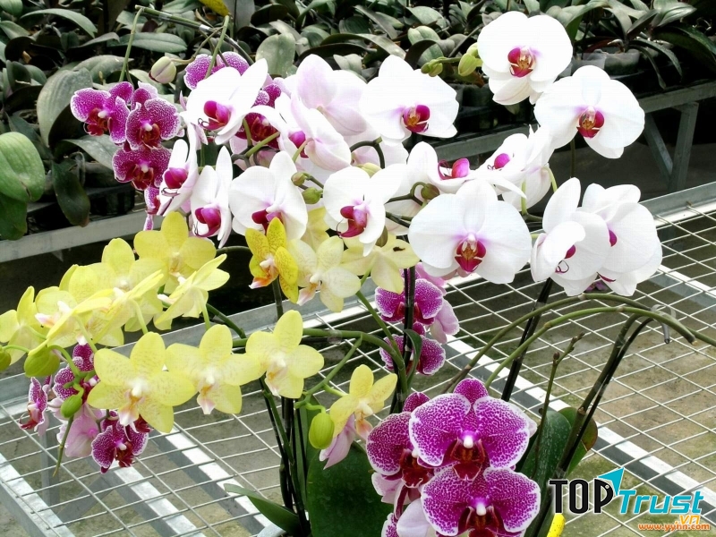 Chăm sóc đúng kỹ thuật có thể giữ hoa từ 1 - 2 tháng.