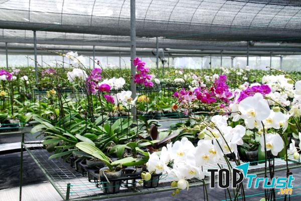 Lan Hồ Điệp - Hoa Lan Phú Quý