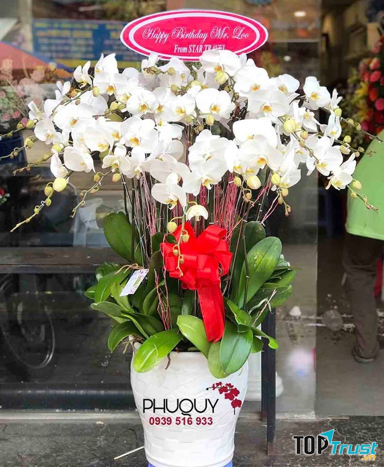 Lan Hồ Điệp - Hoa Lan Phú Quý