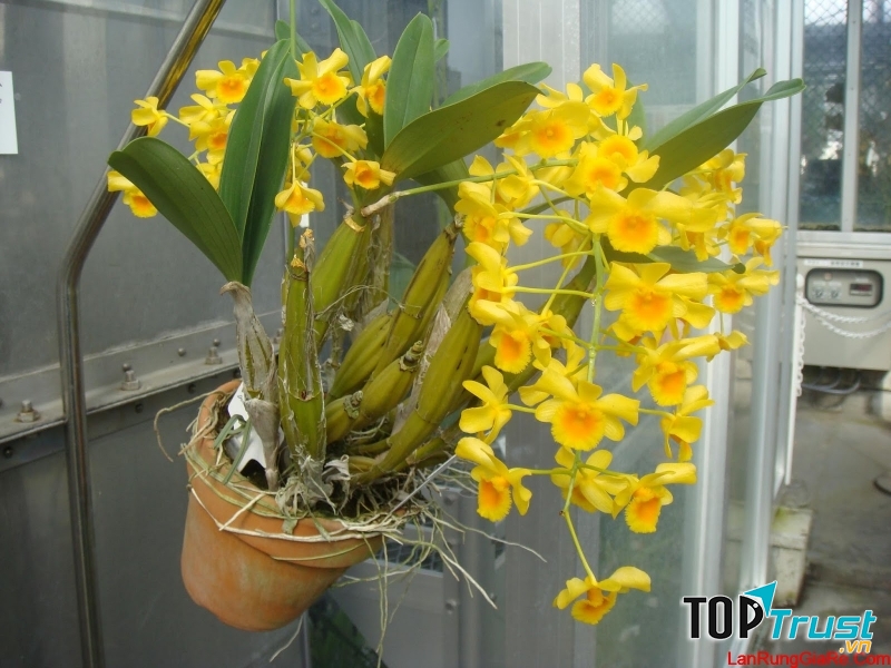 Lan Kim Điệp có nguồn gốc từ núi rừng Tây Nguyên.