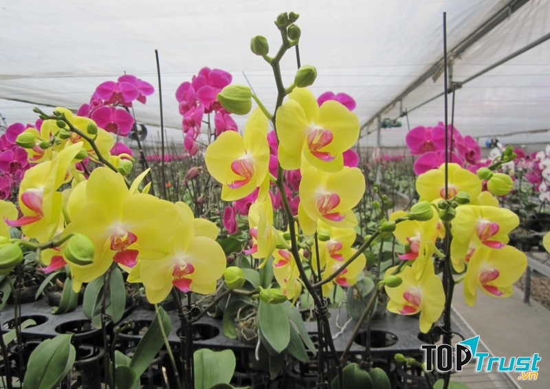 Lan Mokara là đại diện cho sắc đẹp và tình yêu.